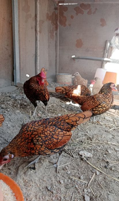 Сибарят сотилади