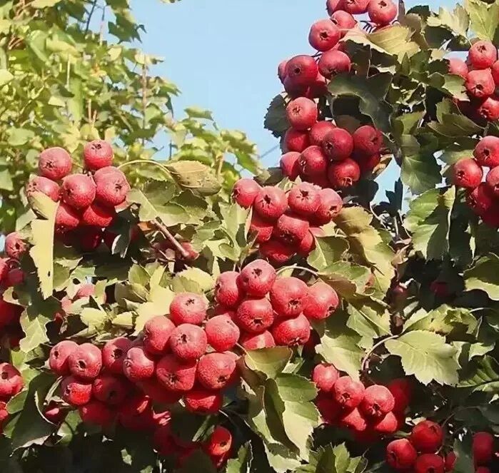 Саженцы Боярки (Боярышник)