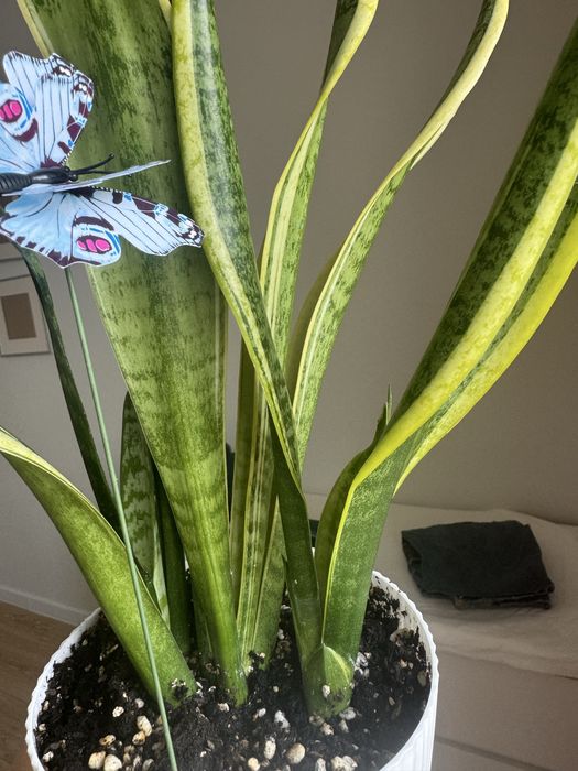 Комнатные цветы очень ухоженные