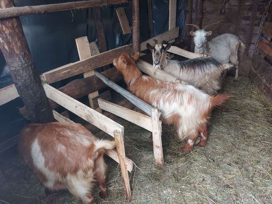 Vând 4 capre cu tap