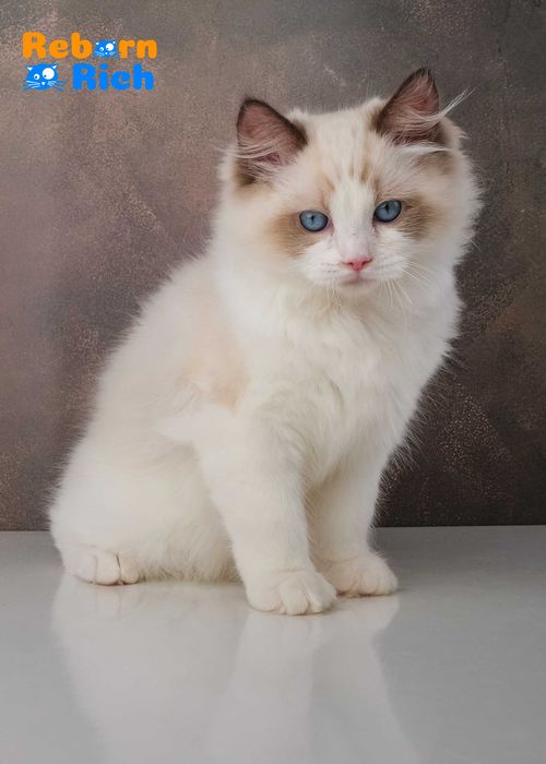 Рэгдолл (Ragdoll) - мальчик от питомника