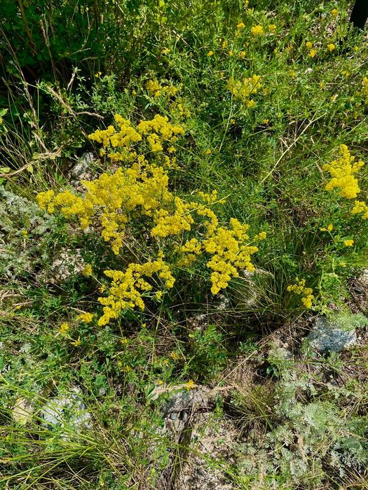 Мед. Катон Карагай. Алтай. Шымкент.