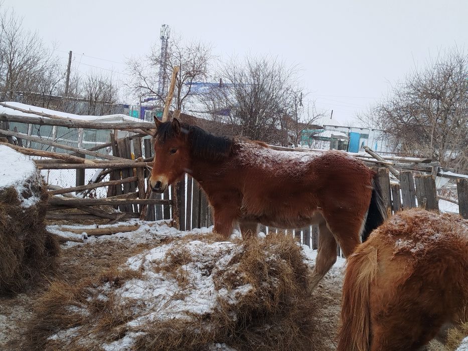 Продам жеребую кобылу и жеребят