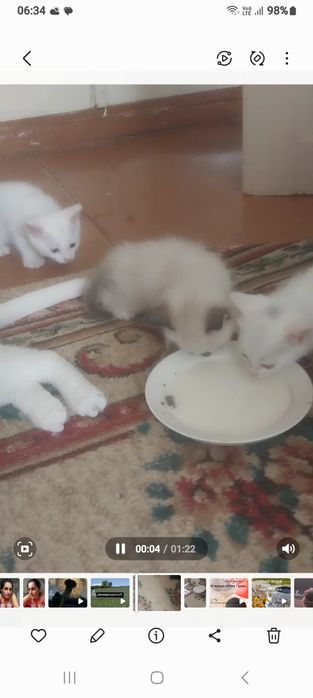Котята в добрые руки.
