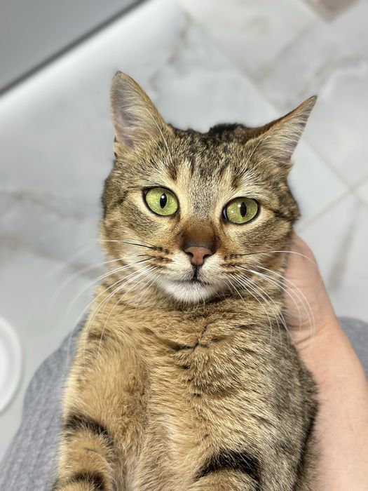 Pisicuță pentru adoptie