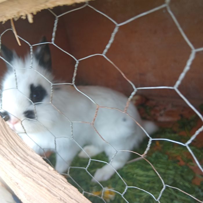 Vand o femela UG si una cap de leu una de 4 luni UG si aia cap de leu 6 luni