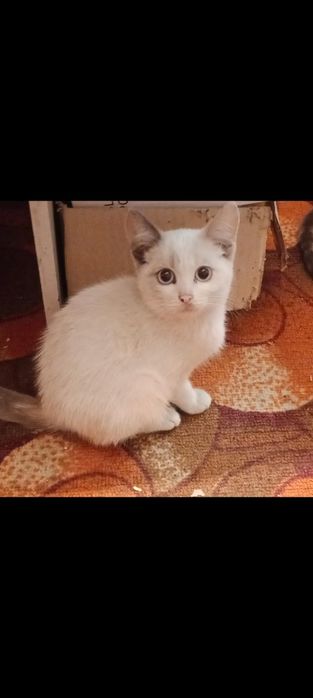 Отдам в хорошие руки