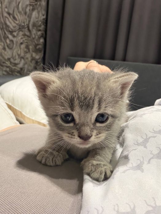 котята скотиш страйт