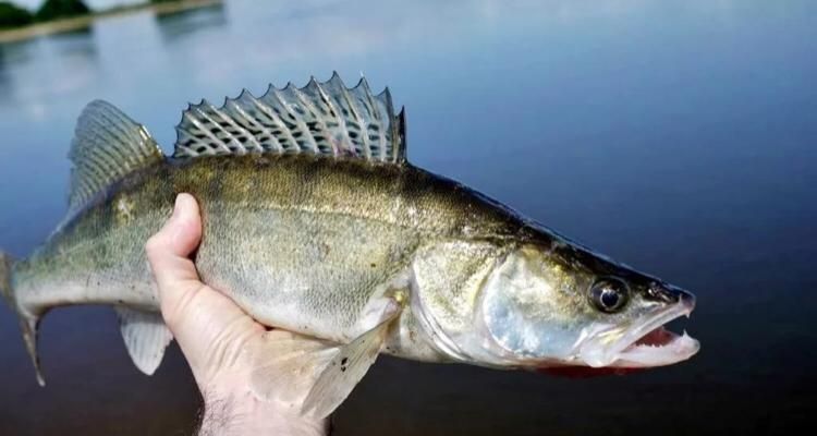 Судак свежемороженый рыба - купить в Челябинске, цена 230 руб., продано 23 январ