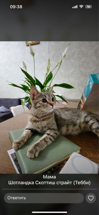 Отдам черного милого котенка