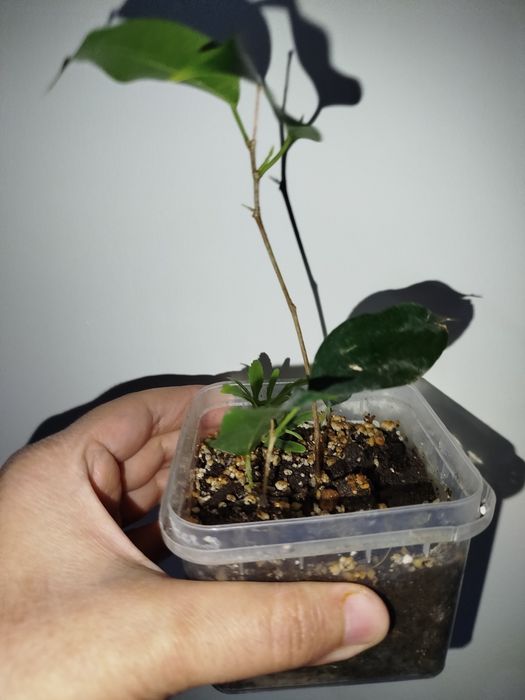 Fikus Benjamin detkasi