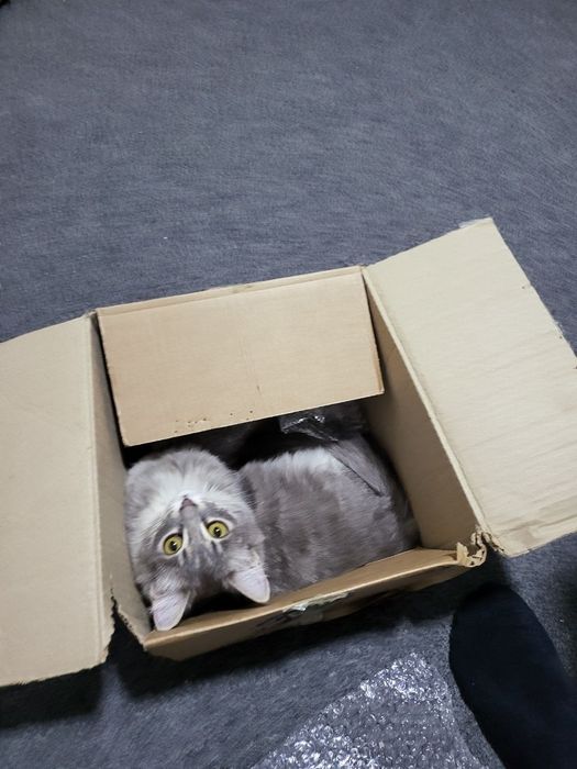 Бесплатно котята