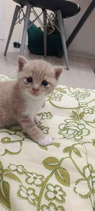 Продаю котят мальчики