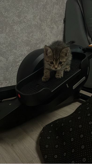 Продаю котенька мальчика