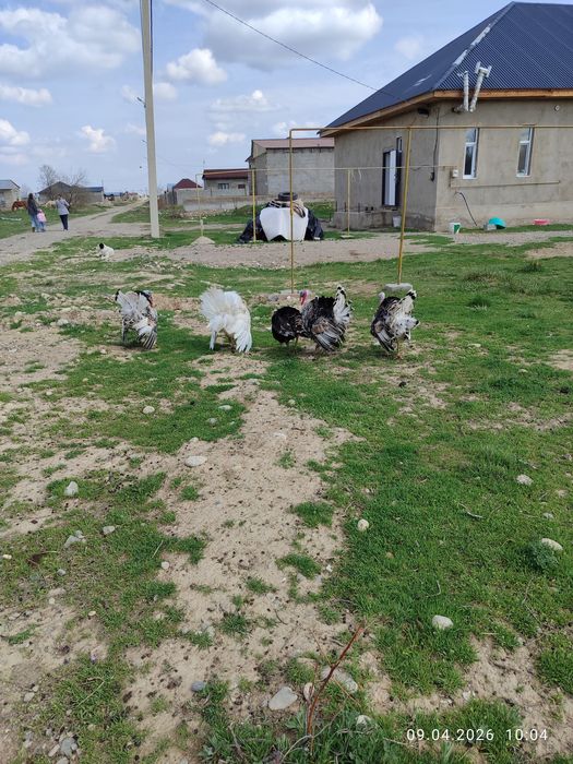 Еркек индюктер сатылады 4 штук