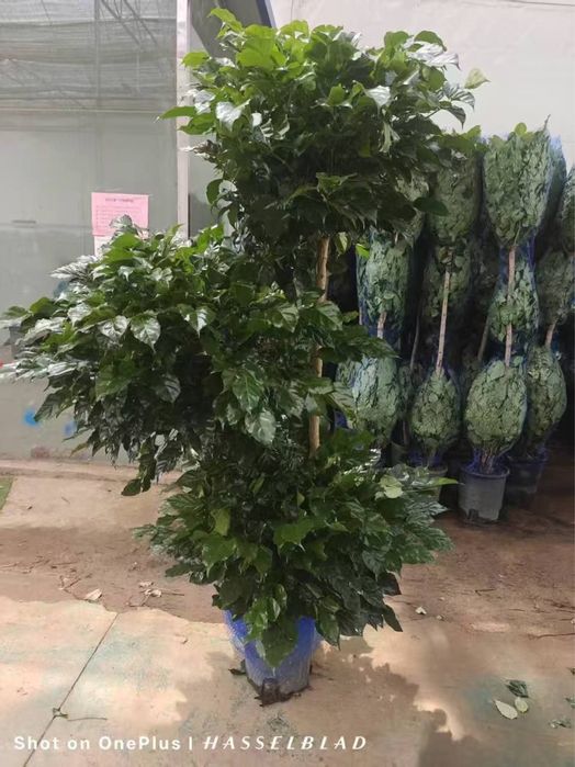 Оптом Офисные цветы, Хона гуллар Оптом, Ofis Gullari