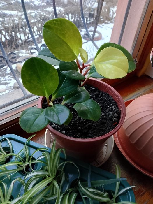 Пеперомия туполистная