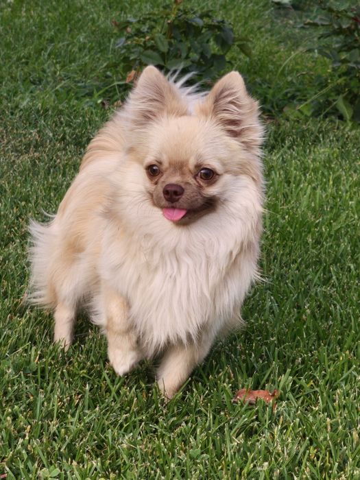 Мальчик чихуахуа