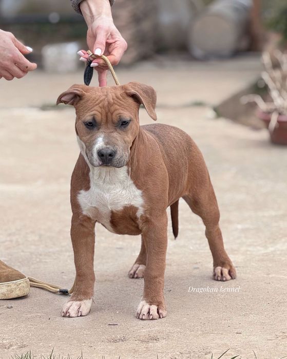 Femela amstaff rasă pură cu pedigree