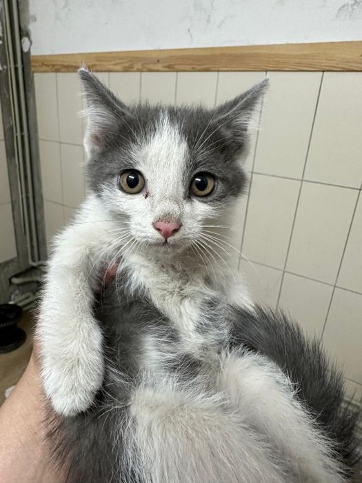 Бесплатно.  Отдам котят