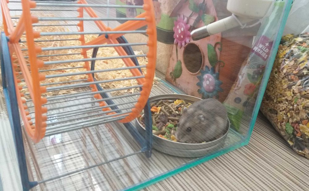 Acvariu pesti sau hamsteri 30x60cm complet echipat + hamsteri bonus