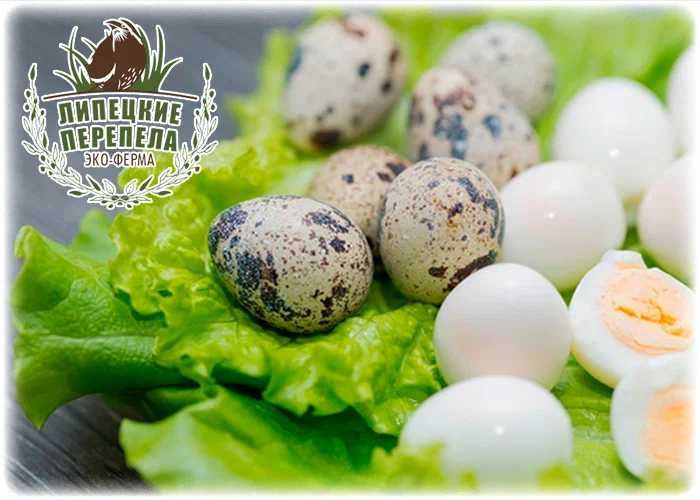 Яйца перепела пищевые домашние Xonadon bedana tuxumi