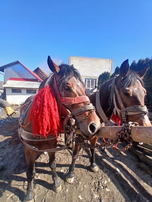 Vand armăsar de 5 ani