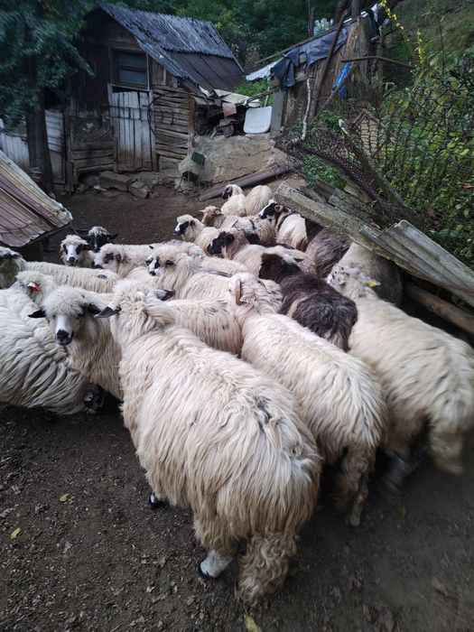Vând oi tinere bune de ținut