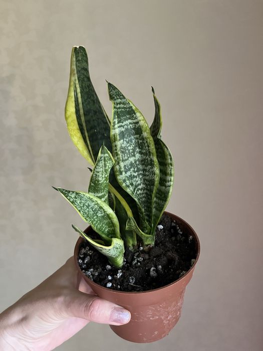 Цветы комнатные от 500т