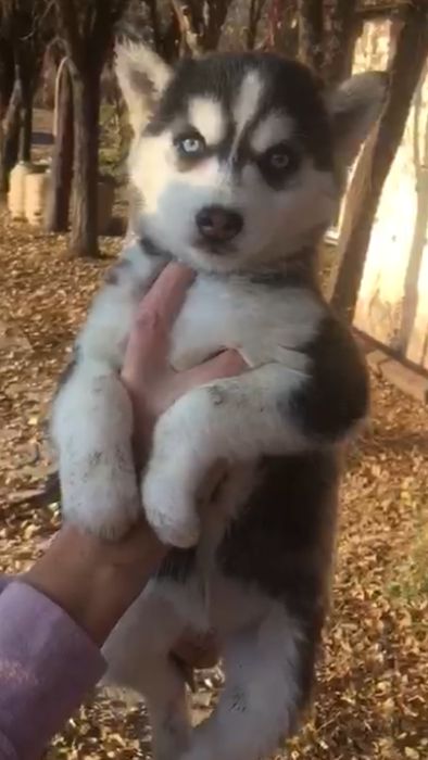 Полуторамесячная девочка хаски