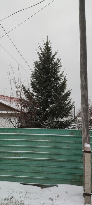 Продам         ель