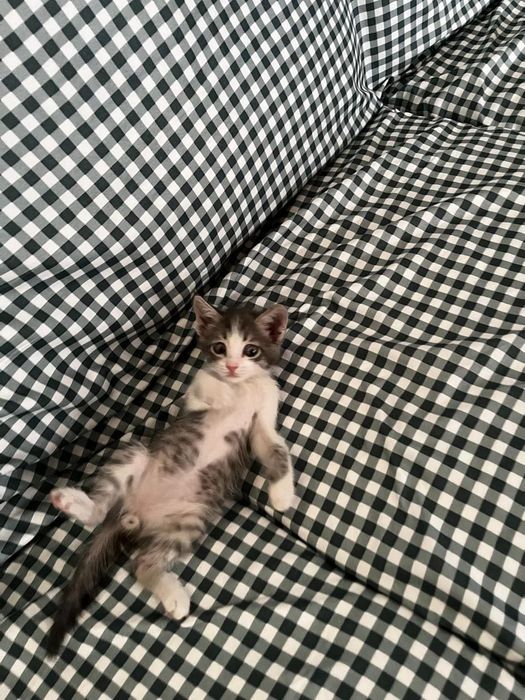 Отдам котенка даром в добрые руки