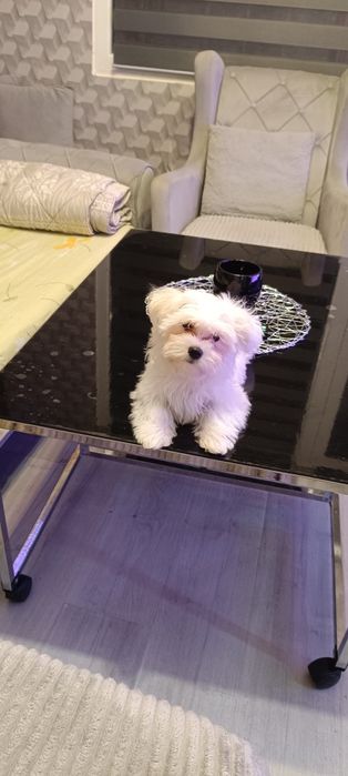 малтийска болонка