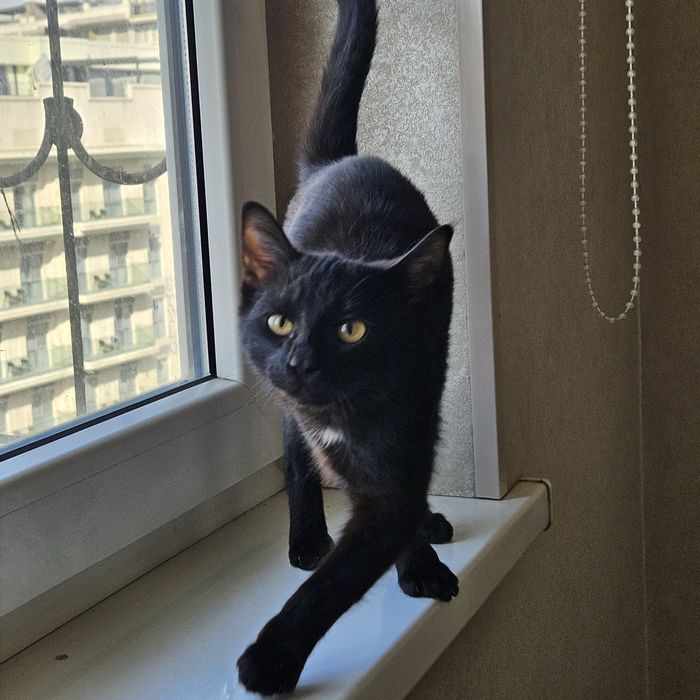 Малышка Багира в поисках дома!! Ташкент!