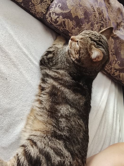 Кот в хорошие руки