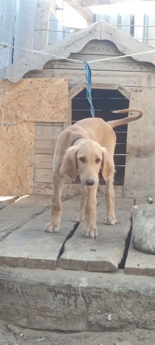 құмай тазы күшіктері сатылады