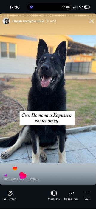 Щенки вео из питомника