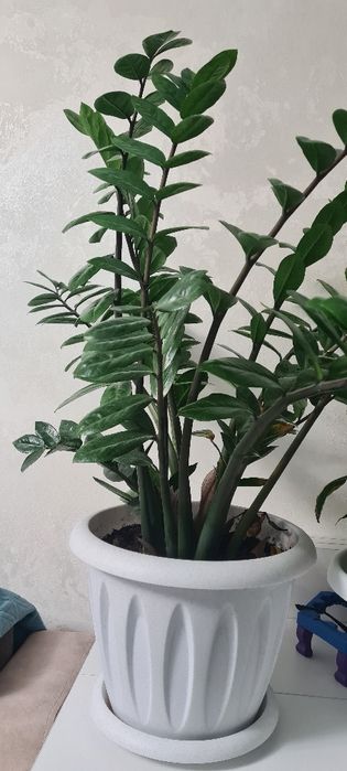 Денежное дерево.