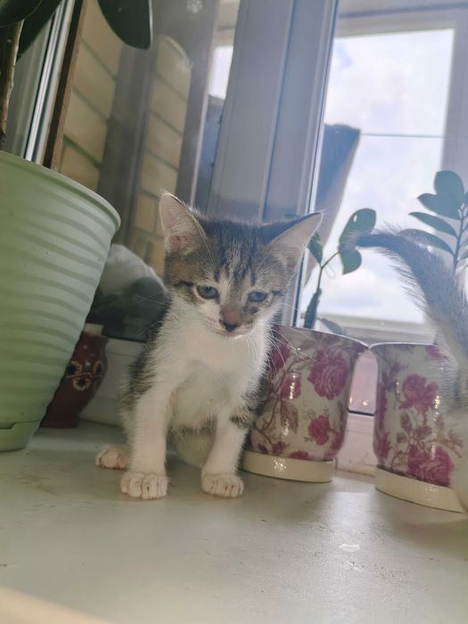 Отдам котят в добрые руки