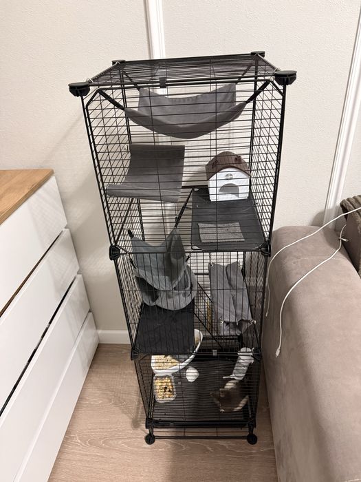 Декоративные крысы