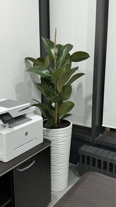 Комнатные растения для дома и офиса!