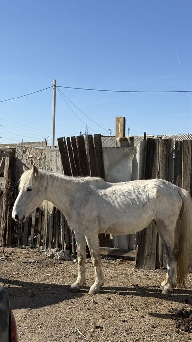Буаз бие мен тай