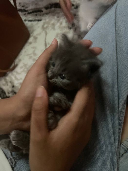 Срочно продаётся котёнок 500 тыс. сум