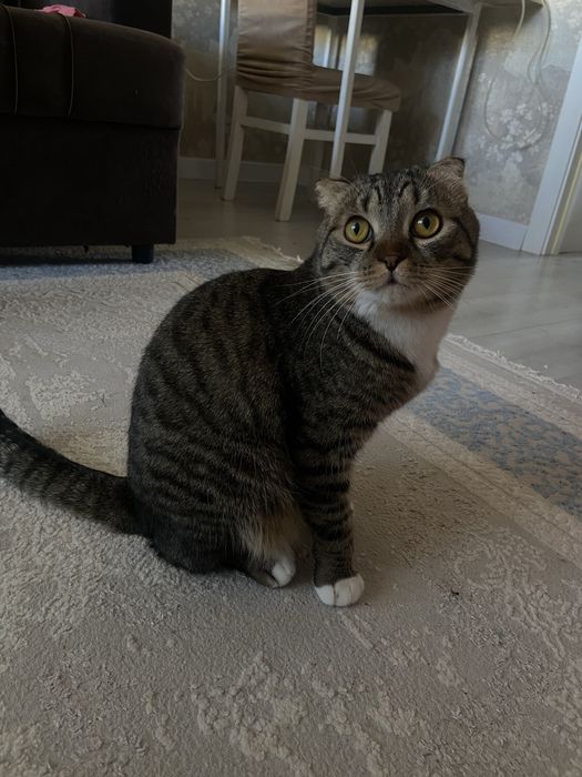 Отдаю кота в хорошие руки