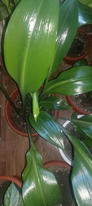 Эухарис (амазонская лилия) за 10000т