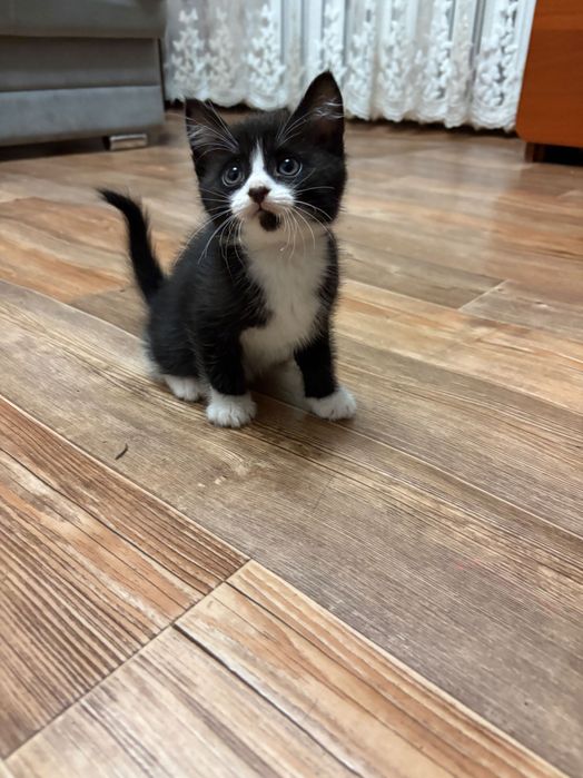Отдам котенка в добрые руки