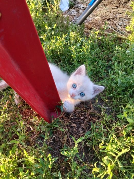 Отдам котика игривый