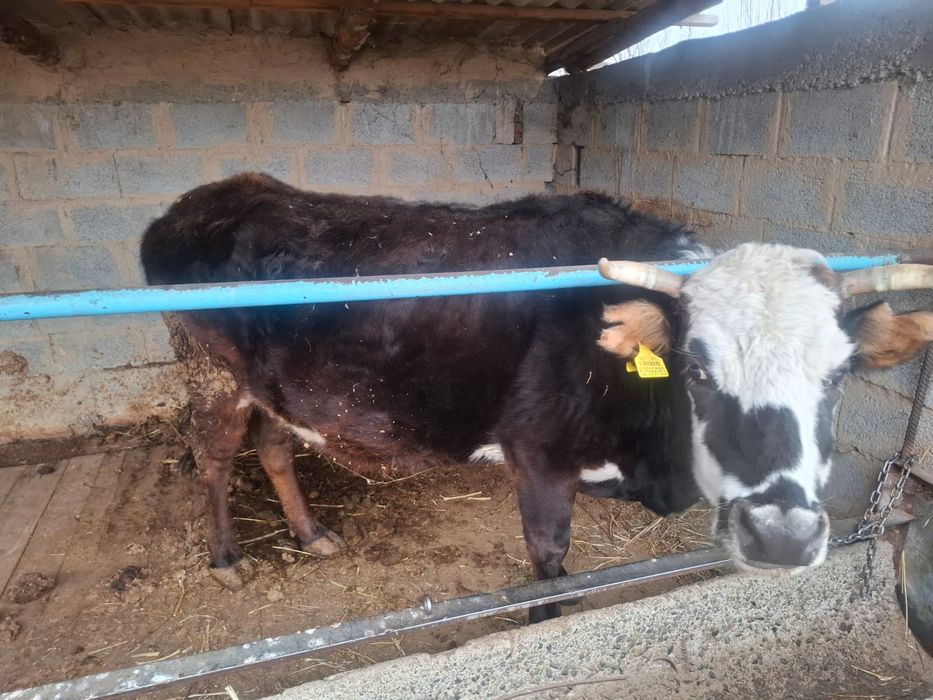 Сиыр сатылады буаз