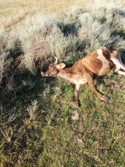 Вынужденый забой