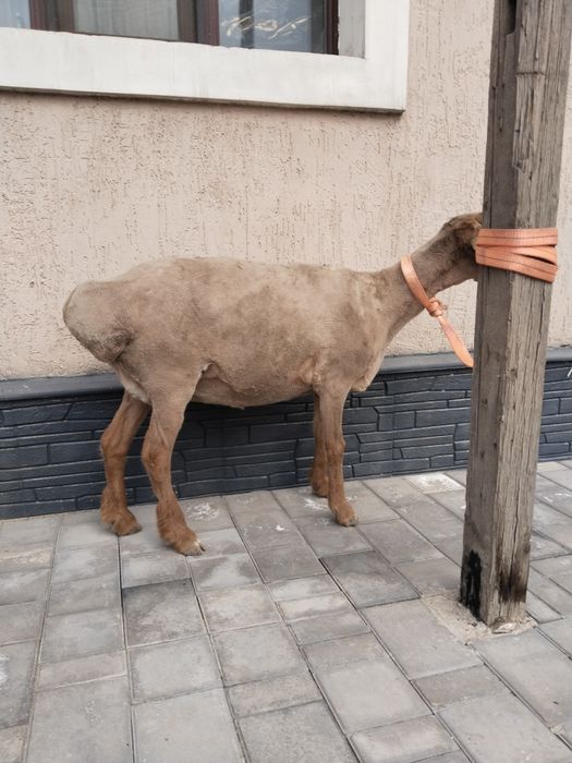 Қой, овца, семіз